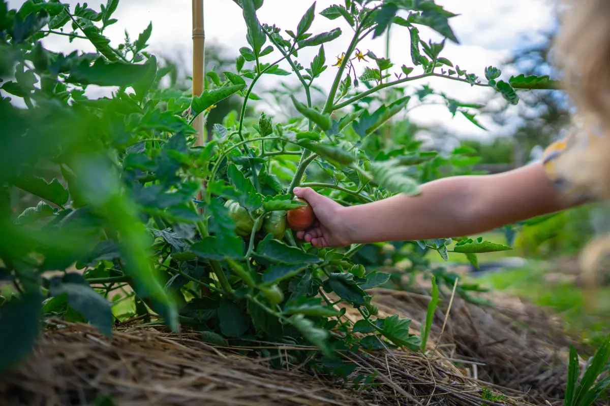 Enfant cueillant une tomate dans le jardin potager de la Maison OBONO